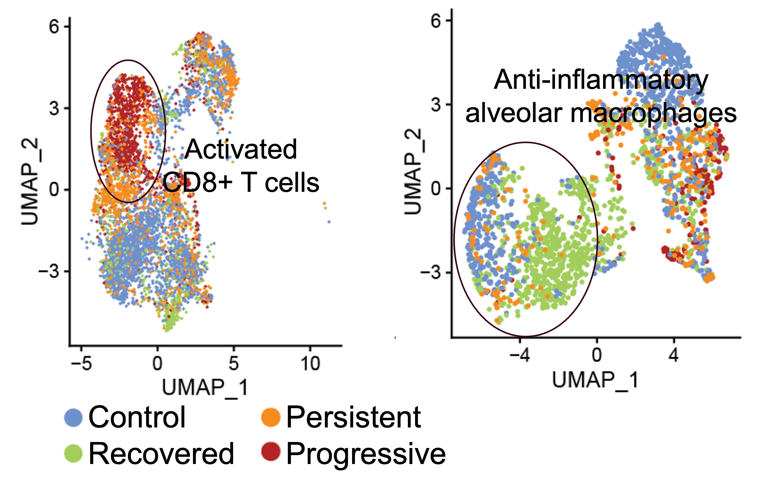 Single-cell UMAP plots showing activated CD8 T cells and anti-inflammatory alveolar macrophages